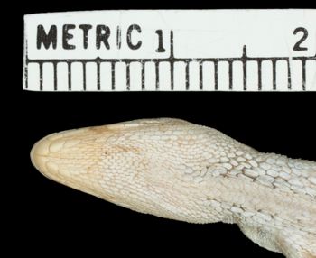 Media type: image;   Herpetology R-63010 Aspect: head ventral